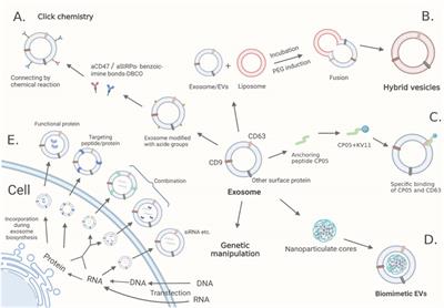 Combinational antitumor strategies of exosomes as drug carriers: Mini review